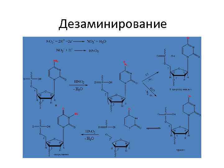 Дезаминирование - H 2 O 