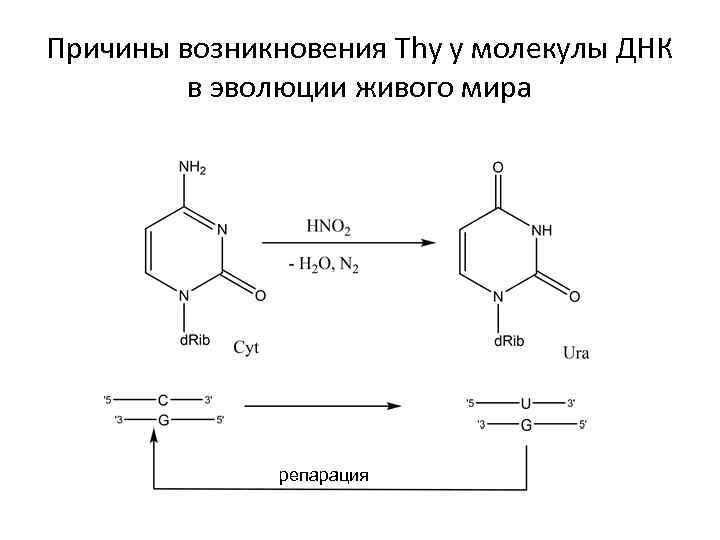 Причины возникновения Thy у молекулы ДНК в эволюции живого мира репарация 