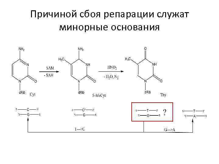 Причиной сбоя репарации служат минорные основания 