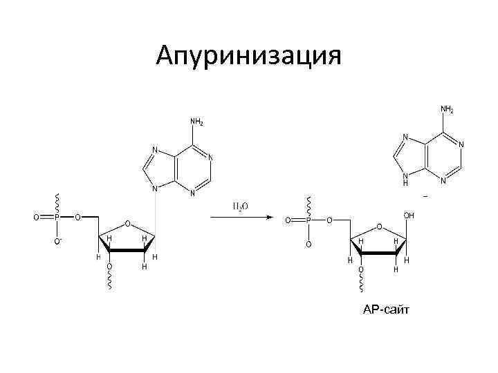 Апуринизация АР-сайт 
