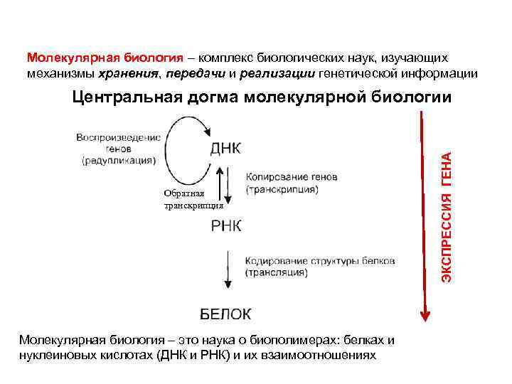 Молекулярная биология – комплекс биологических наук, изучающих механизмы хранения, передачи и реализации генетической информации
