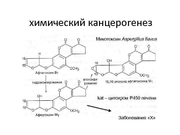 химический канцерогенез Микотоксин Aspergillus flavus kat – цитохром Р 450 печени Заболевание «Х» 