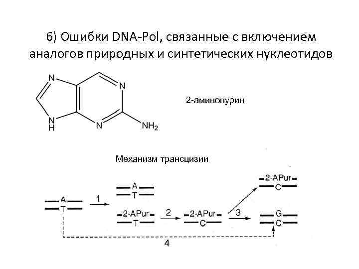 6) Ошибки DNA-Pol, связанные с включением аналогов природных и синтетических нуклеотидов 2 -аминопурин Механизм