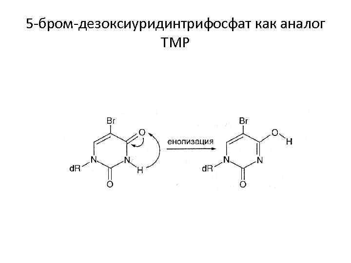 5 -бром-дезоксиуридинтрифосфат как аналог TMP 