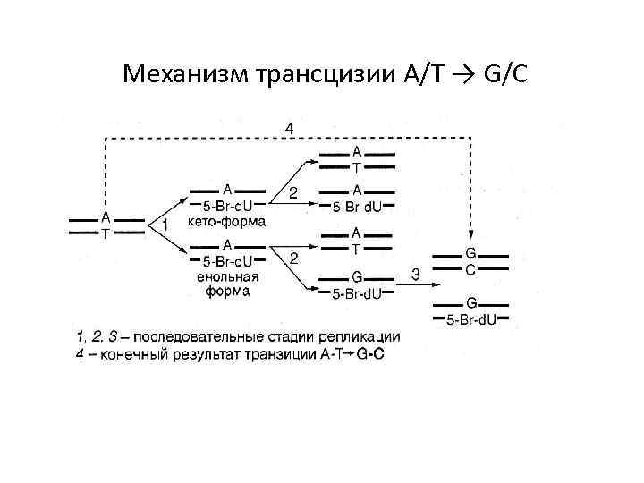 Механизм трансцизии A/T → G/C 