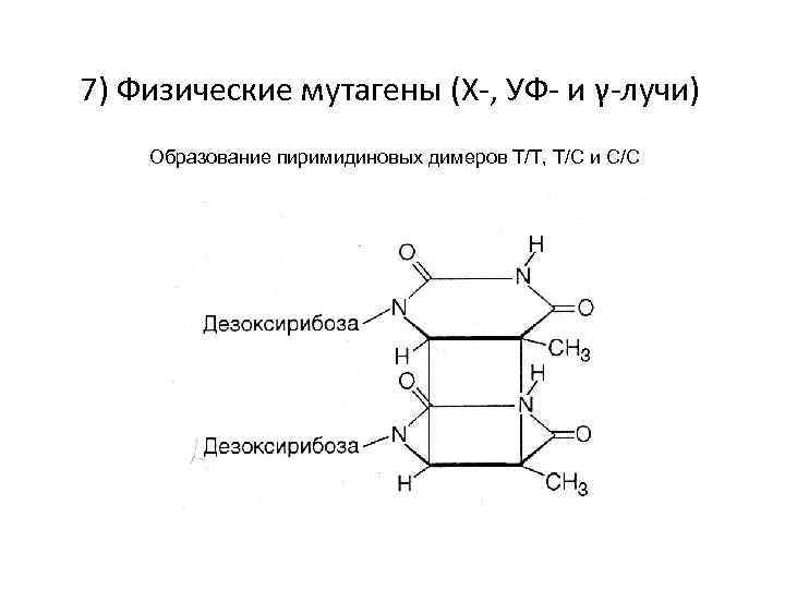 7) Физические мутагены (Х-, УФ- и γ-лучи) Образование пиримидиновых димеров Т/Т, Т/С и С/С