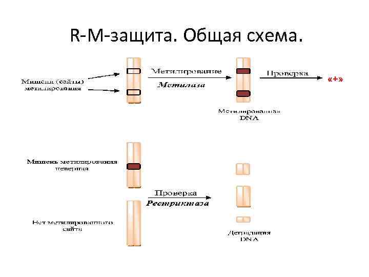 R-M-защита. Общая схема. «+» 