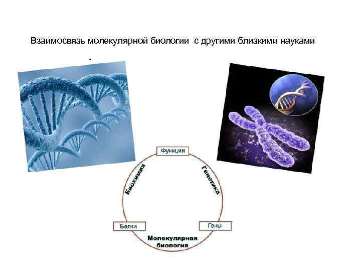 Взаимосвязь молекулярной биологии с другими близкими науками 