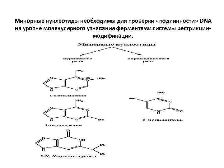 Минорные нуклеотиды необходимы для проверки «подлинности» DNA на уровне молекулярного узнавания ферментами системы рестрикциимодификации.