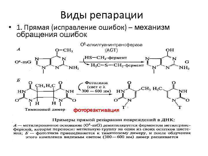 Виды репарации • 1. Прямая (исправление ошибок) – механизм обращения ошибок O 6 -алкилгуанинтрансфераза