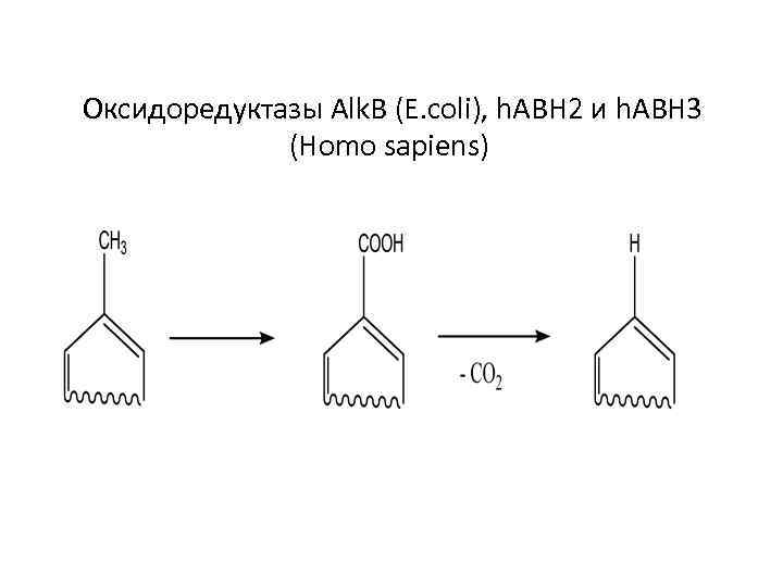 Оксидоредуктазы Alk. B (E. coli), h. ABH 2 и h. ABH 3 (Homo sapiens)
