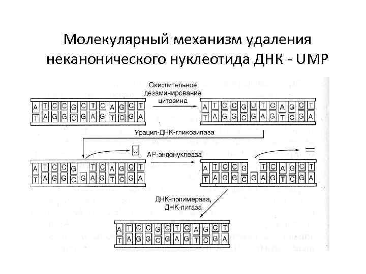 Молекулярный механизм удаления неканонического нуклеотида ДНК - UMP 