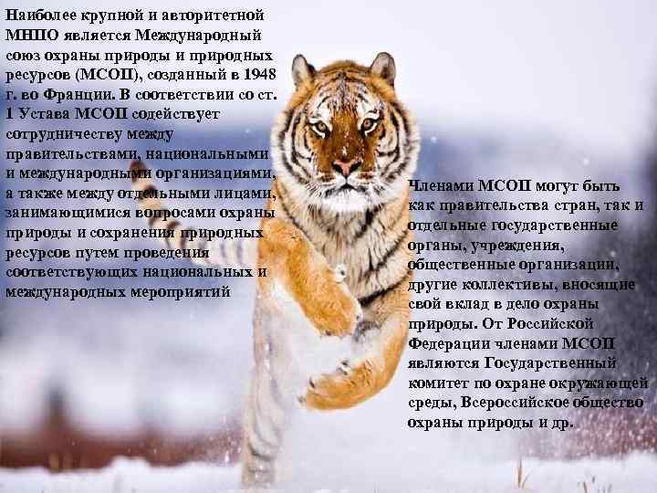 Наиболее крупной и авторитетной МНПО является Международный союз охраны природы и природных ресурсов (МСОП),