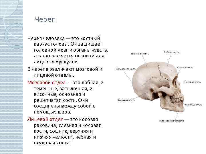 Череп человека — это костный каркас головы. Он защищает головной мозг и органы чувств,