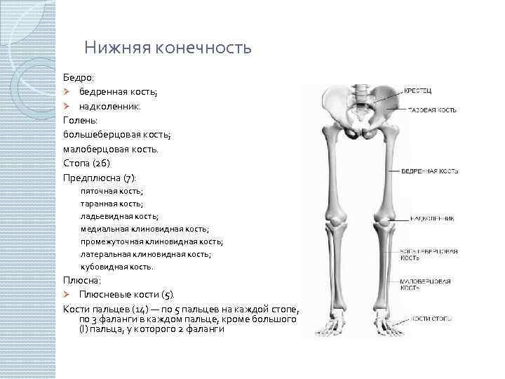 Нижняя конечность Бедро: Ø бедренная кость; Ø надколенник. Голень: большеберцовая кость; малоберцовая кость. Стопа