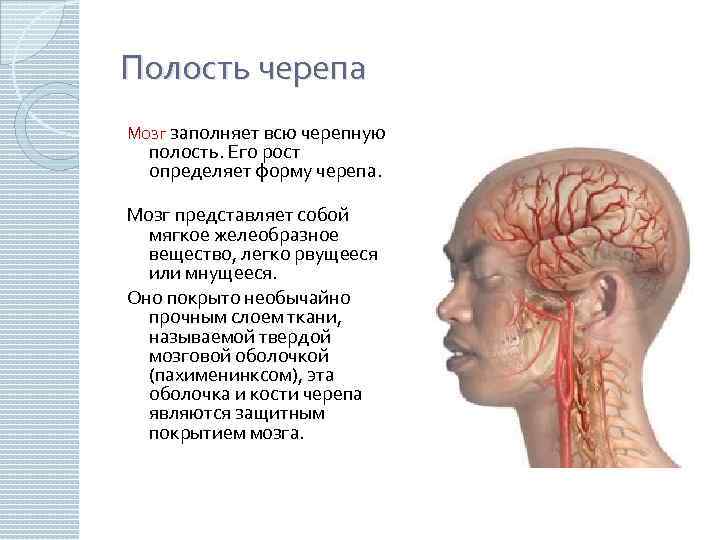 Полость черепа Мозг заполняет всю черепную полость. Его рост определяет форму черепа. Мозг представляет