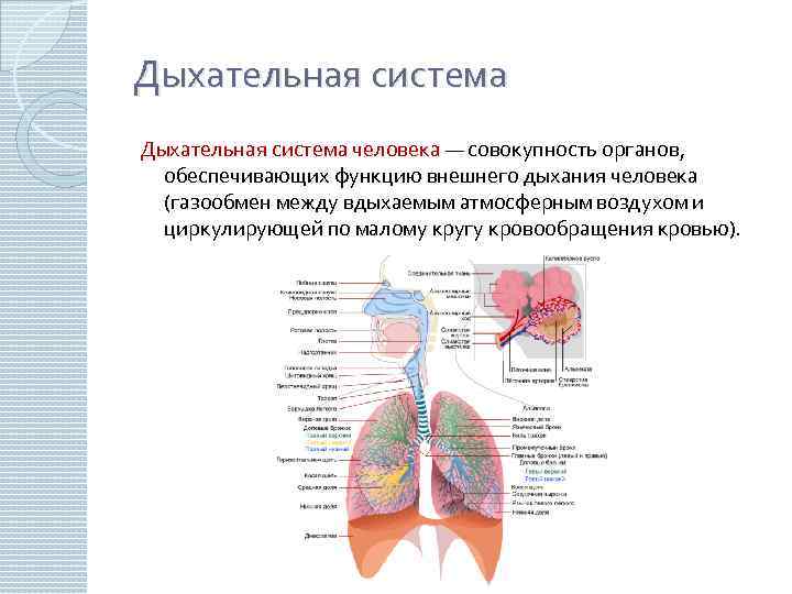 Дыхательная система человека — совокупность органов, обеспечивающих функцию внешнего дыхания человека (газообмен между вдыхаемым