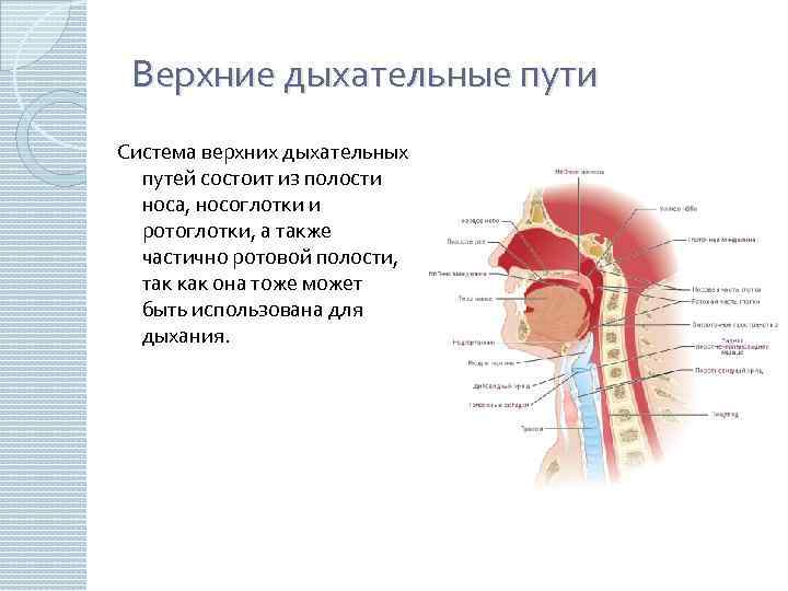 Верхние дыхательные пути Система верхних дыхательных путей состоит из полости носа, носоглотки и ротоглотки,