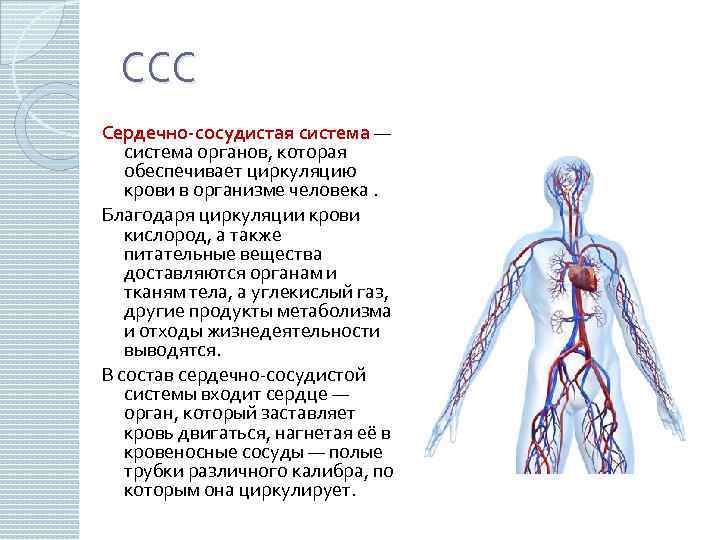 ССС Сердечно-сосудистая система — система органов, которая обеспечивает циркуляцию крови в организме человека. Благодаря