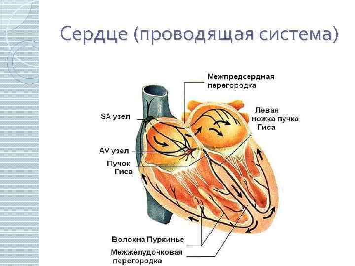 Сердце (проводящая система) 