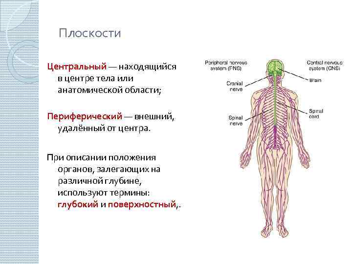 Плоскости Центральный — находящийся в центре тела или анатомической области; Периферический — внешний, удалённый