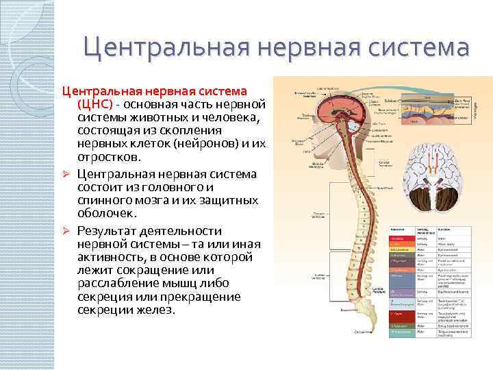 Центральная нервная система (ЦНС) - основная часть нервной системы животных и человека, состоящая из
