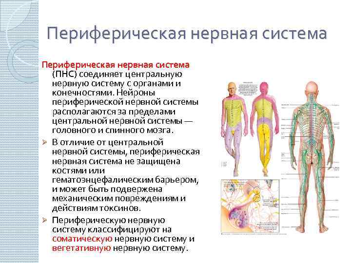 Периферическая нервная система (ПНС) соединяет центральную нервную систему с органами и конечностями. Нейроны периферической