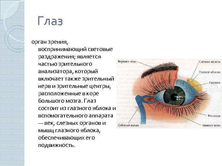 Глаз орган зрения, воспринимающий световые раздражения; является частью зрительного анализатора, который включает также зрительный