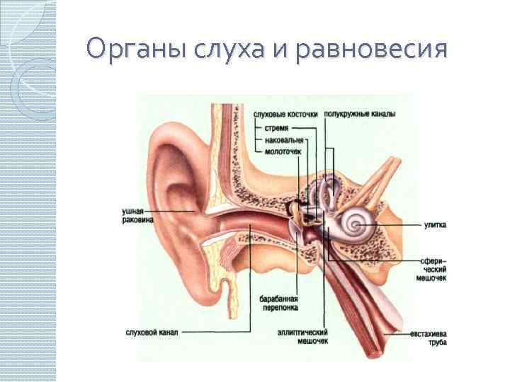 Органы слуха и равновесия 