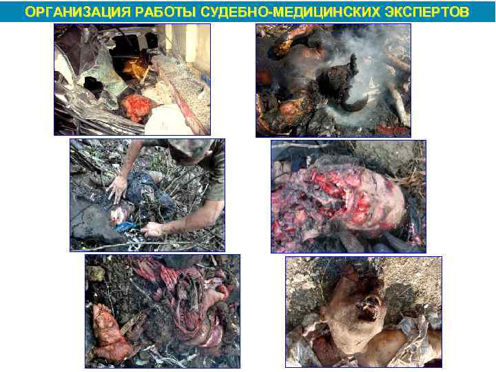 ОРГАНИЗАЦИЯ РАБОТЫ СУДЕБНО МЕДИЦИНСКИХ ЭКСПЕРТОВ 