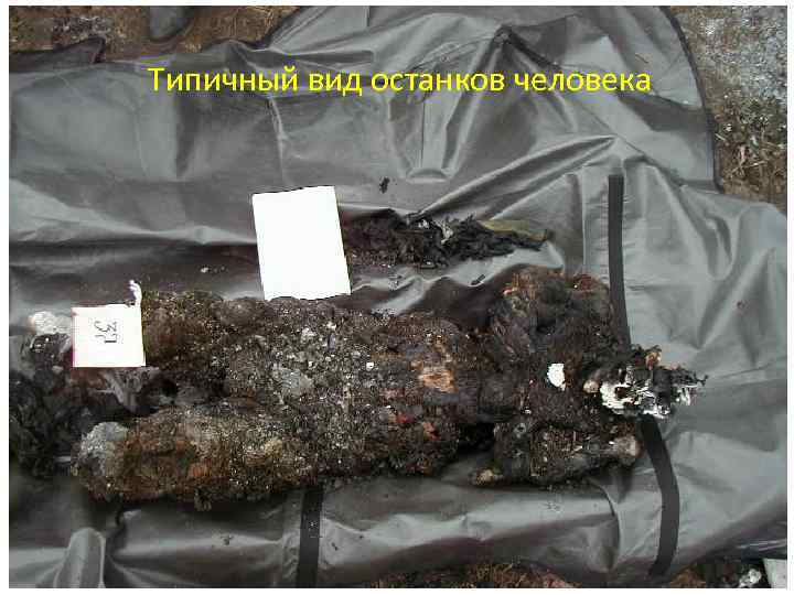 Типичный вид останков человека 