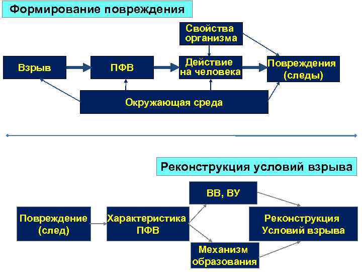 Формирование повреждения Свойства организма Взрыв ПФВ Действие на человека Повреждения (следы) Окружающая среда Реконструкция