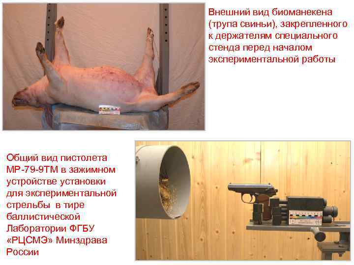 Внешний вид биоманекена (трупа свиньи), закрепленного к держателям специального стенда перед началом экспериментальной работы