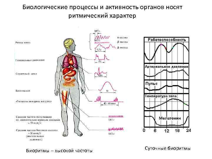 Биологические процессы и активность органов носят ритмический характер Биоритмы – высокой частоты Суточные биоритмы