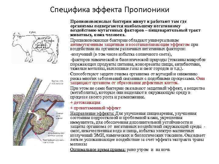 Специфика эффекта Пропионики Пропионовокислые бактерии живут и работают там где организмы подвергаются наибольшему негативному