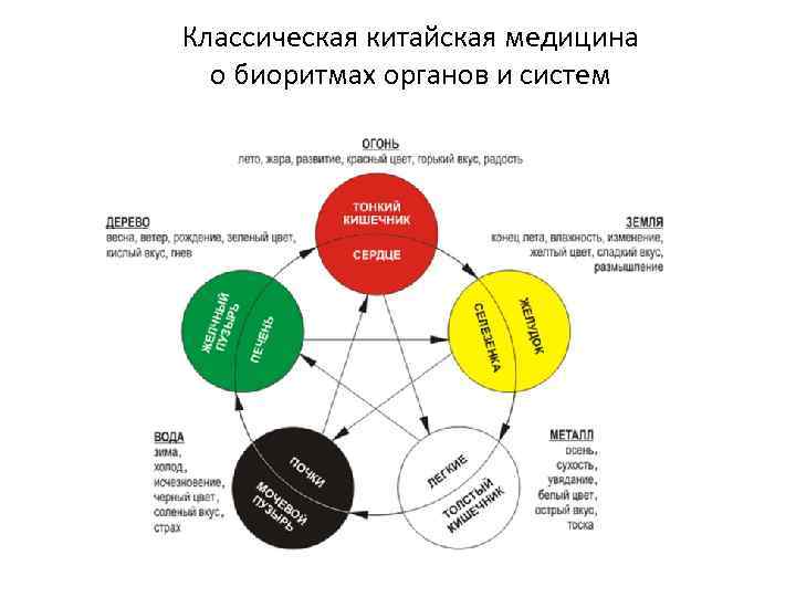 Классическая китайская медицина о биоритмах органов и систем 
