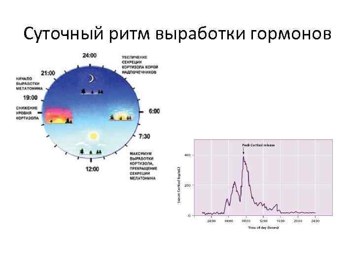 Суточный ритм выработки гормонов 