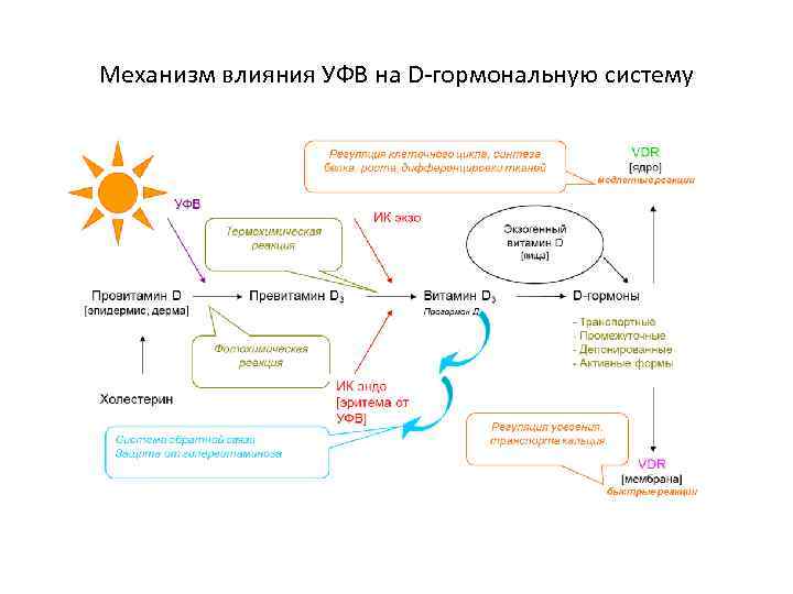 Механизм влияния УФВ на D-гормональную систему 