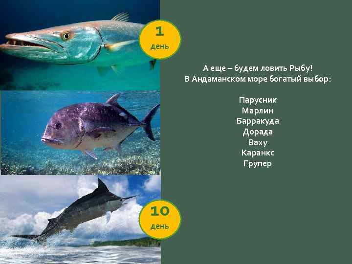 1 день А еще – будем ловить Рыбу! В Андаманском море богатый выбор: Парусник