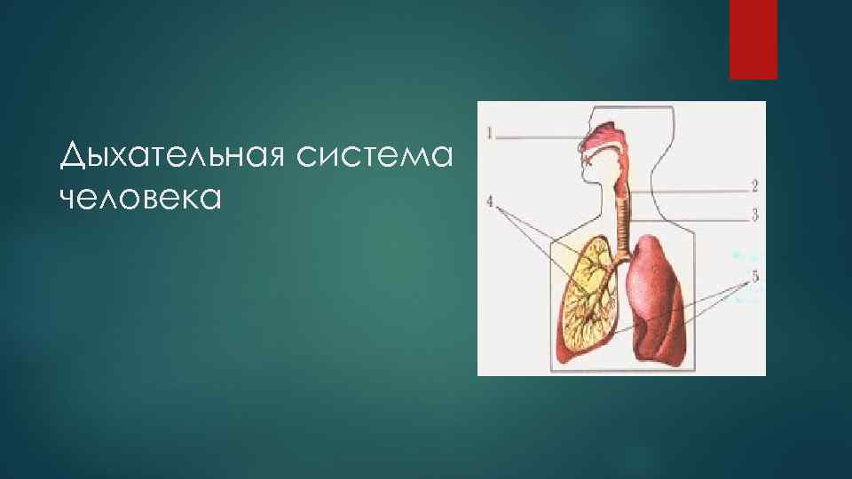 Презентация по биологии дыхательная система человека