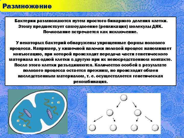 Размножение Бактерии размножаются путем простого бинарного деления клетки. Этому предшествует самоудвоение (репликация) молекулы ДНК.