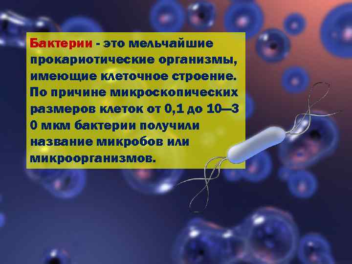 Бактерии - это мельчайшие прокариотические организмы, имеющие клеточное строение. По причине микроскопических размеров клеток