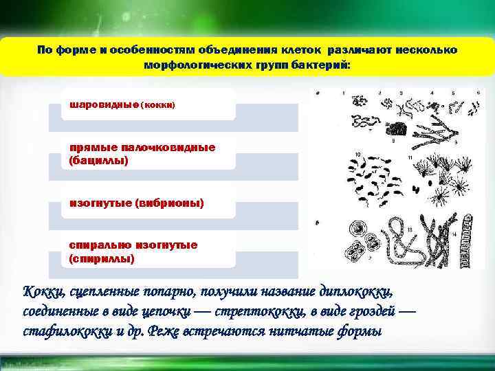 По форме и особенностям объединения клеток различают несколько морфологических групп бактерий: шаровидные (кокки) прямые