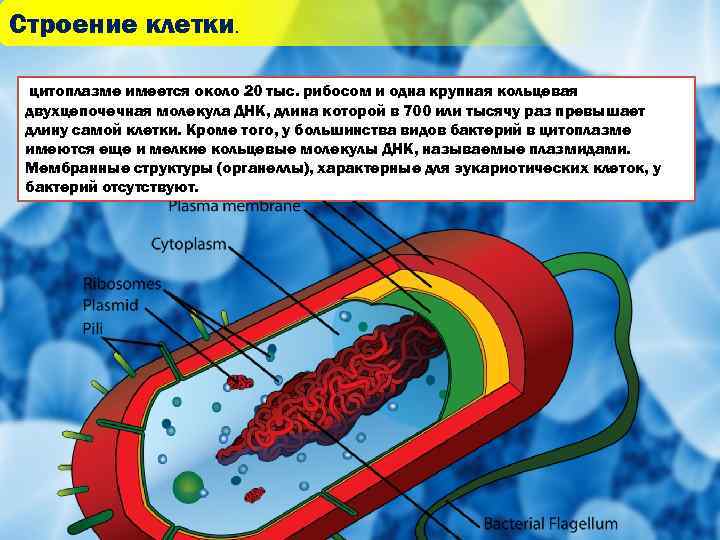 В любой клетке имеется. Цитоплазма бактериальной клетки. Кольцевая молекула ДНК бактерий. Строение цитоплазмы бактерий. ДНК В бактериальной клетке.