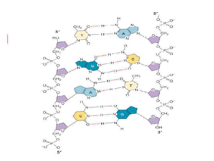 Модель Уотсона – Крика (B форма ДНК) 5’-P 3’-OH большая бороздка малая бороздка 3’-OH
