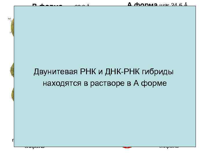 В форма шаг 33, 2 Å ~10 п. н. на виток А форма шаг