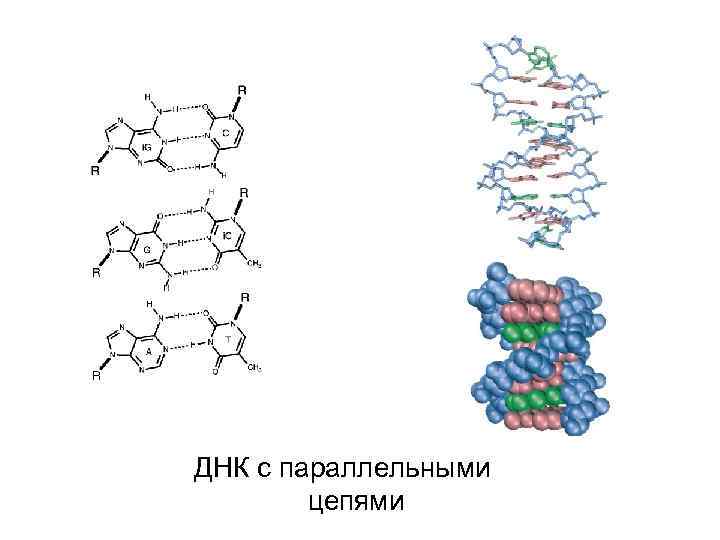 ДНК с параллельными цепями 