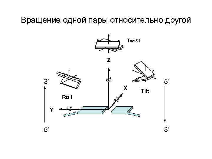 Вращение одной пары относительно другой Twist Z 3’ X 5’ Tilt Roll Y 5’