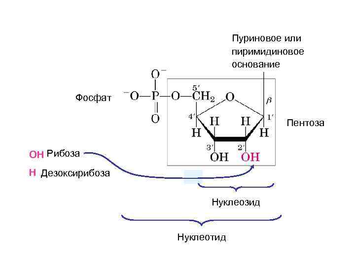 Пуриновое или пиримидиновое основание Фосфат Пентоза Рибоза OH ribose H deoxyribose Дезоксирибоза Нуклеозид Нуклеотид