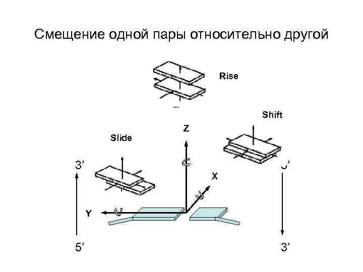 Смещение одной пары относительно другой Rise Shift Slide 3’ Z X 5’ Y 5’